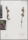 Foto von Salix aurita L. x Salix repens L.